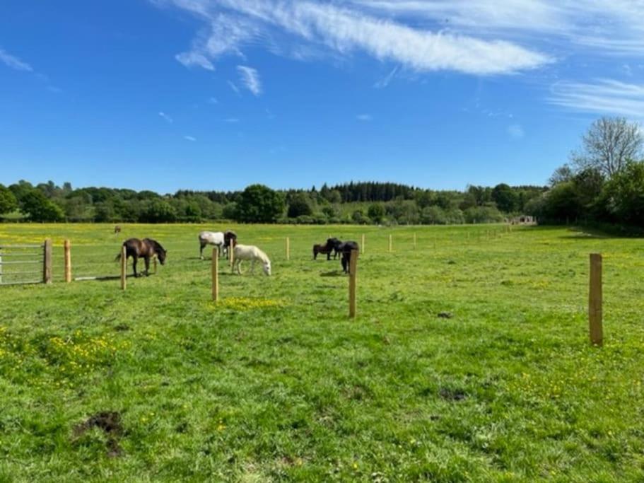 Neddys Rest Luxury Horsebox Stay Баттл Экстерьер фото