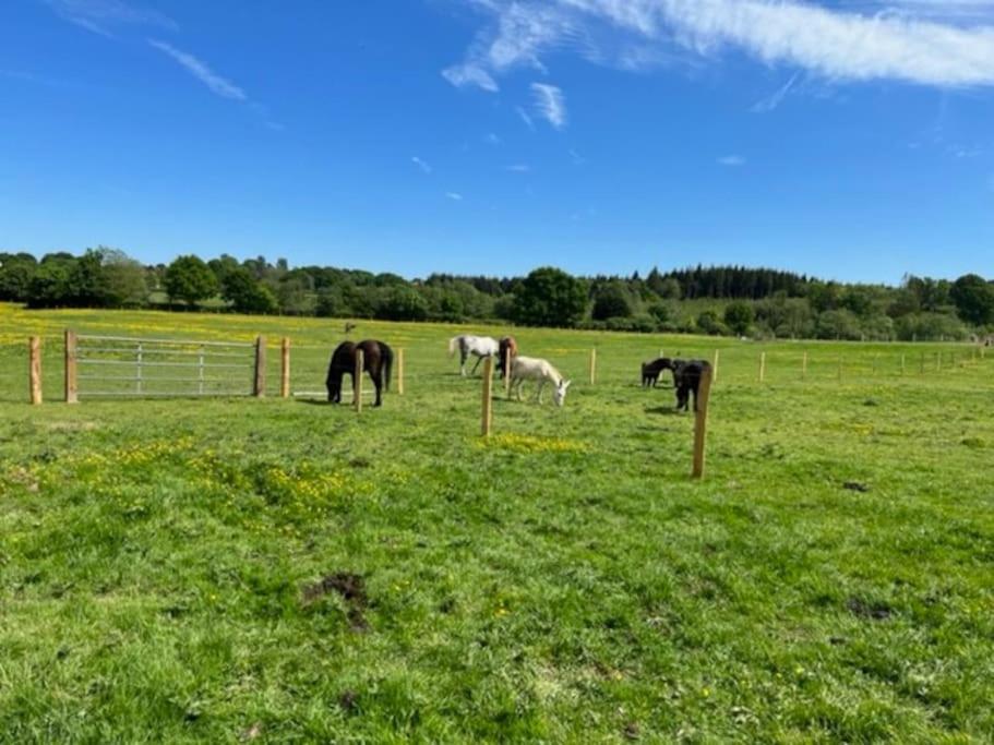 Neddys Rest Luxury Horsebox Stay Баттл Экстерьер фото